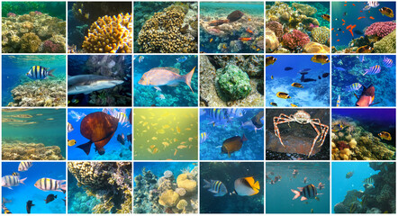 Underwater world. Coral fishes of Red sea.