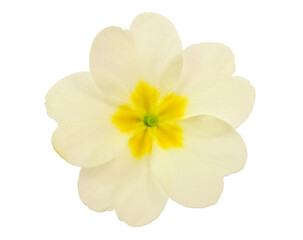 Primrose (Primula Vulgaris) Medicinal Plant Flower, Front View. Also known as Common or English Primrose. Isolated on White.