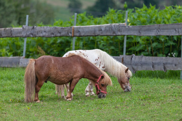 Shetland ponys grazing on a meadow