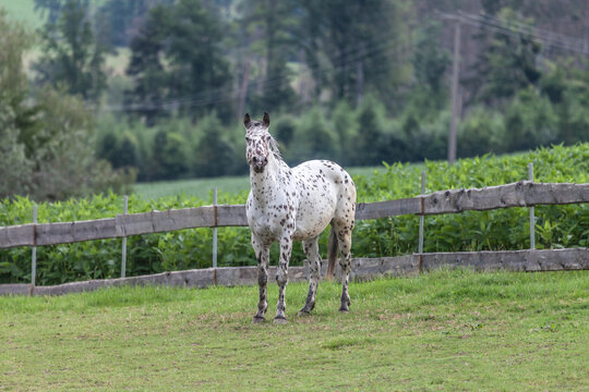 A knabstrupper horse is standing on a meadow