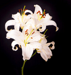 White lilies on a black