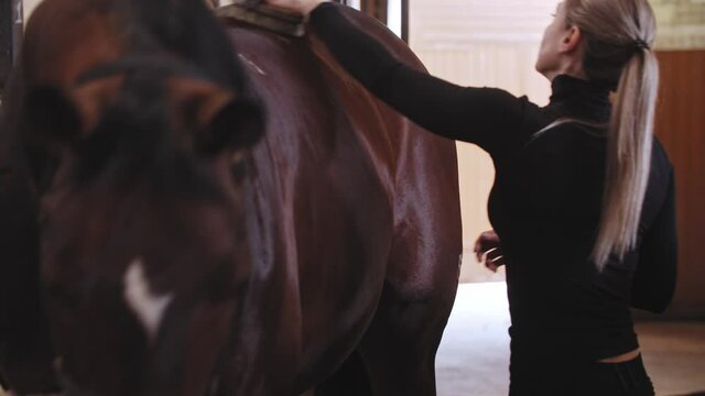 Woman with high ponytail takes care of a horse - brushes dark brown horse on farm