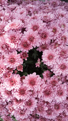 pink and white flowers