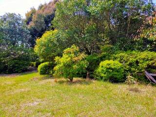 Fototapeta na wymiar 日本の山中の広場に植えられた緑の木々の自然風景（コピースペースあり）