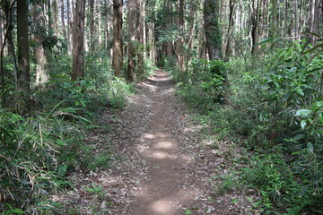 森林の中の遊歩道