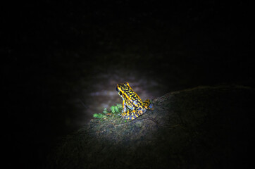 A Polypedates leucomystax perched on rock in black background.