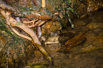 Giant jungle toad or River Toad , Asian giant toad (Phrynoidis aspera), wildlife,Thailand