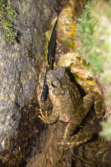 Giant jungle toad or River Toad , Asian giant toad (Phrynoidis aspera), wildlife,Thailand