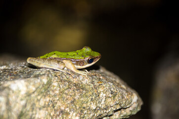 A Polypedates leucomystax perched on rock in black background.