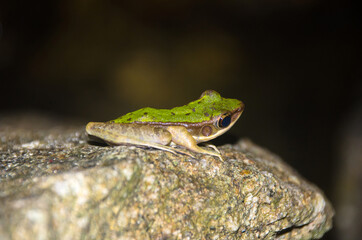 A Polypedates leucomystax perched on rock in black background.