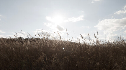 grass and sky