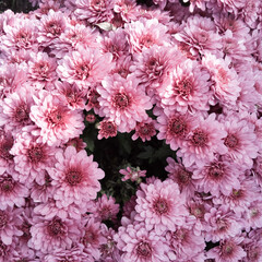 pink chrysanthemum flowers