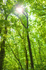 forest sunlight