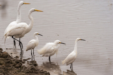 Fototapeta premium Assortment of Egrets in Arcata Marsh