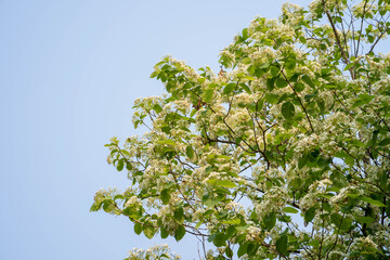 Fototapeta premium Fragrance White blossom Holarrhena antidysenterica against blue sky.
