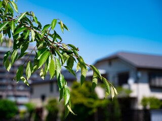 leaves against blue sky