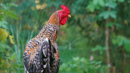 A rooster, red comb. Focus selected, background blur © tarasari