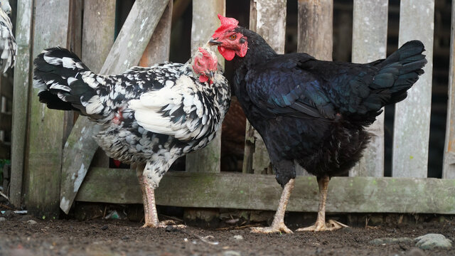Two hens near the bamboo cage. Focus selected