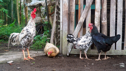 A rooster and three hens near a bamboo cage. Focus selected © tarasari