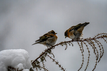 Two Bramblings