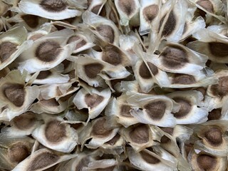 Dry moringa seeds or herbal medicine treatment background