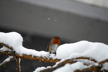 Robin bird