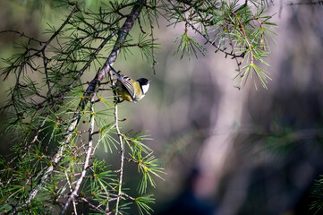 Tit prepares to fly