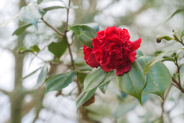Red camellias in bloom in the forest.