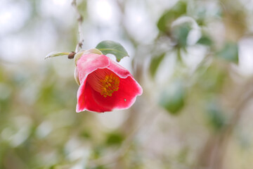 Red camellias in bloom in the forest.