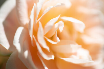 Fototapeta na wymiar orange rose closeup