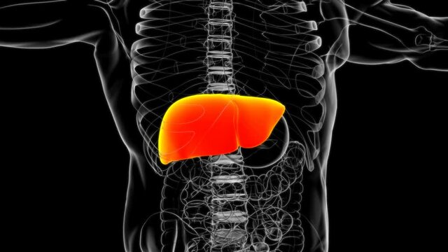 Human Liver Anatomy With Digestive System For Medical Concept
