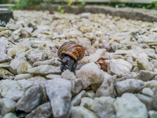 A snail crawling on a white stones