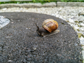 A snail on a garden decorative stone.