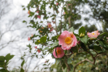 A pink camellia blooming in the forest.