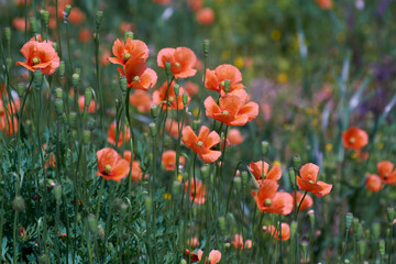 Fototapeta premium field of red poppies