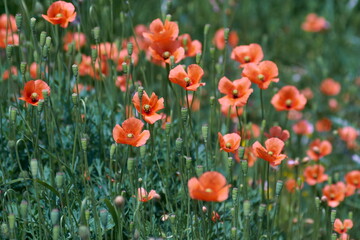 field of red poppies