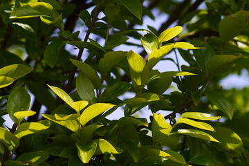 green leaves of blue sky