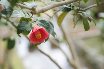 Red camellias in bloom in the forest.