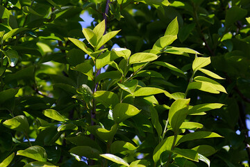 green leaves in the sun