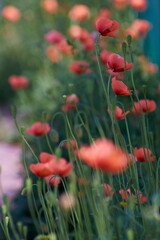 Obraz premium field of poppies