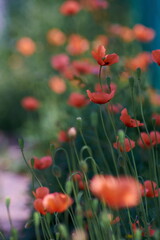 Obraz premium poppy flowers in field