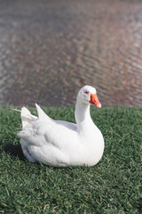 white goose with an orange beak sits on the lawn against the backdrop of the lake