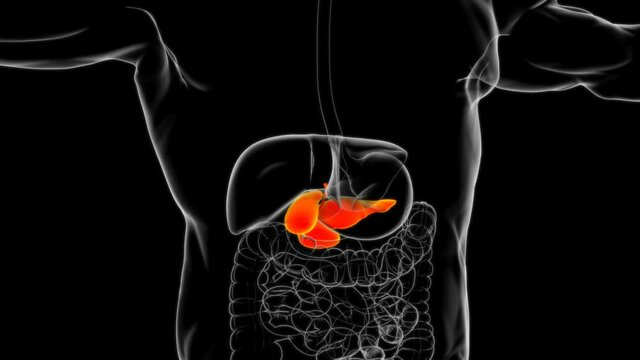 Human Gall Bladder Anatomy With Digestive System For Medical Concept
