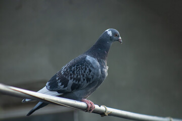 pigeon on the wall