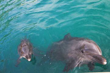 Obraz premium Delfines