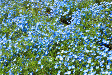 ネモフィラ　花　満開