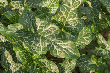 arum italicum leaves close up