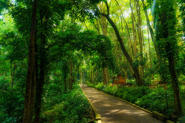 Fototapeta na wymiar View of shady tropical forest with a path/road and a small hut building. Beautiful greenery forest landscape.
