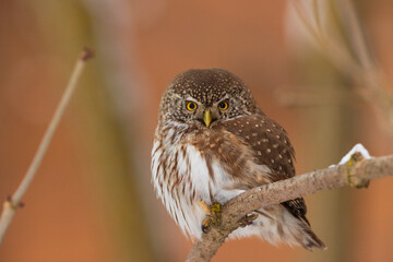 Eurasian pygmy owl (Glaucidium passerinum) in winter