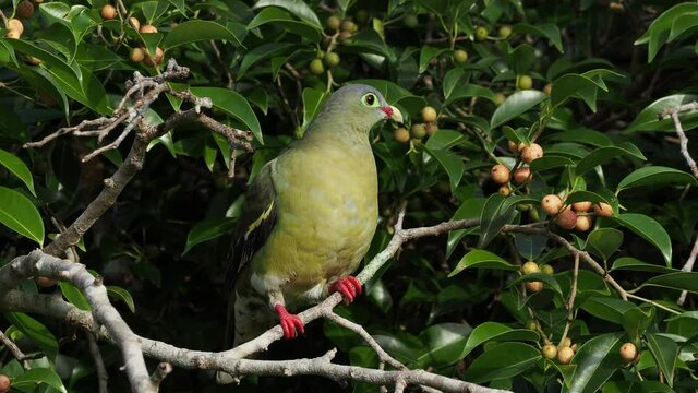 Close up Thick-billed Green Pigeon in nation park of thailand